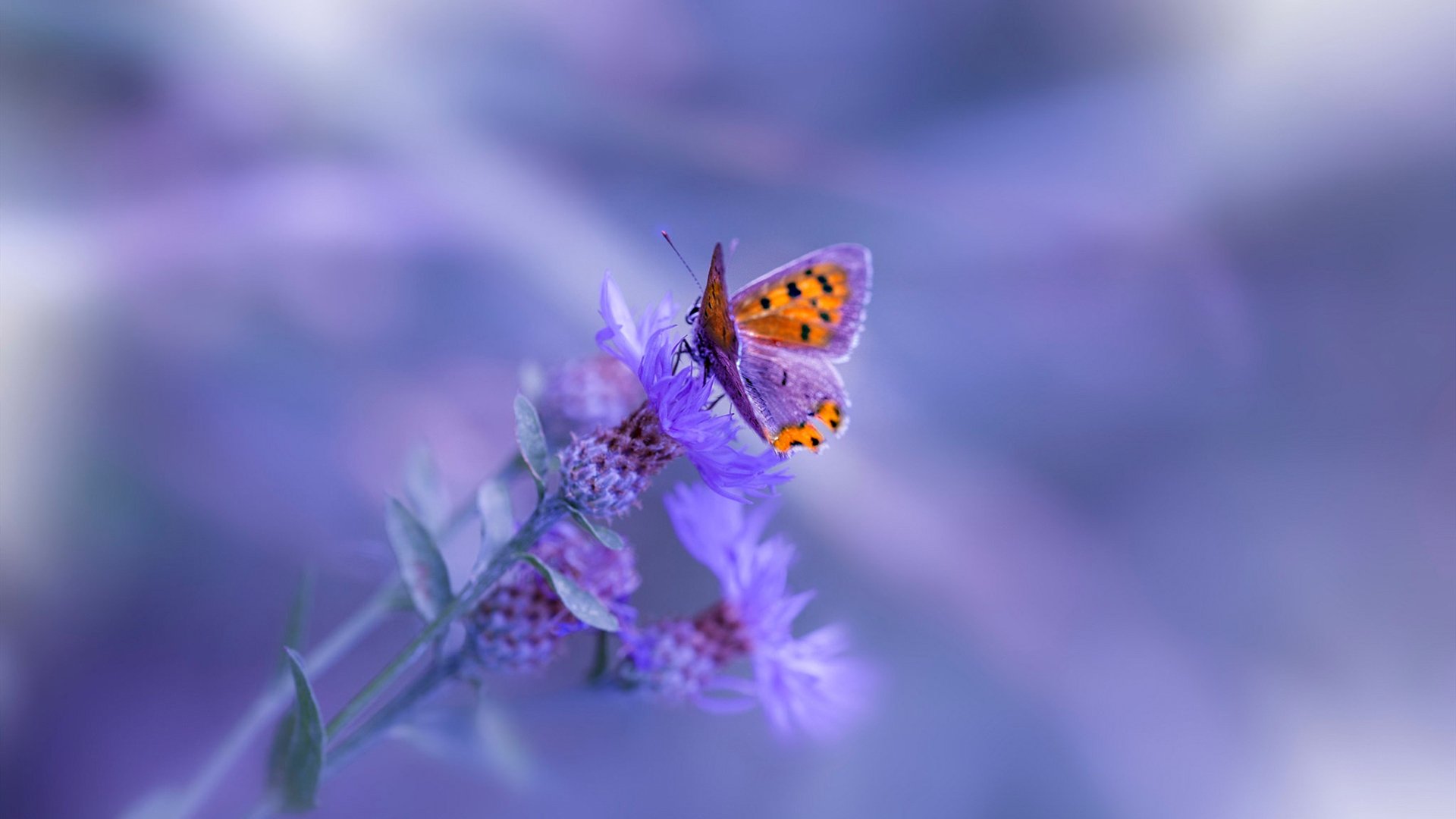 九游电竞平台官网-_杰伦·布朗制胜一击，助绿军过关_，杰伦布朗有潜力吗