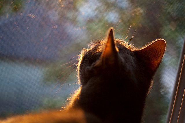 传奇班底：那些曾经统治欧冠的王朝