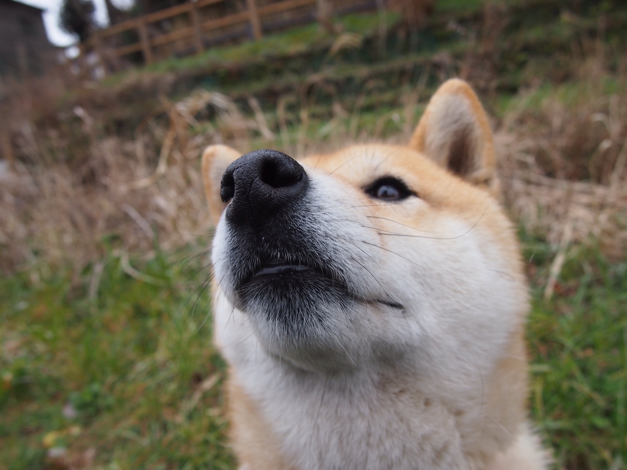 巴西马术队在巴黎奥运会三项赛团体决赛中获得银牌，展现出色表现。